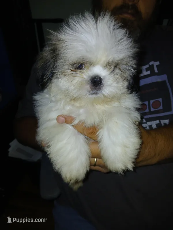 Sergei – Shih Tzu puppy for sale in Mount Airy, NC