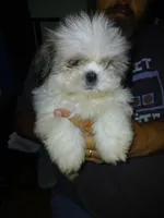 Sergei, a male Shih Tzu for sale in Mount Airy, NC – Photo 1 of 7