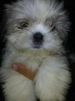 Sergei, a male Shih Tzu for sale in Mount Airy, NC – Photo 7 of 7