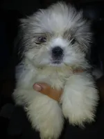 Sergei, a male Shih Tzu for sale in Mount Airy, NC – Photo 4 of 7