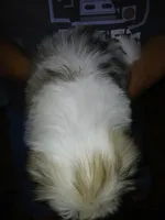 Sergei, a male Shih Tzu for sale in Mount Airy, NC – Photo 5 of 7