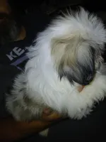 Sergei, a male Shih Tzu for sale in Mount Airy, NC – Photo 3 of 7