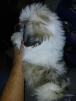 Sergei, a male Shih Tzu for sale in Mount Airy, NC – Photo 6 of 7