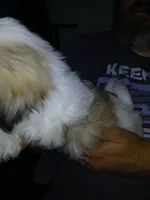 Viktor, a male Shih Tzu for sale in Mount Airy, NC – Photo 2 of 7