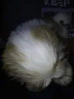 Viktor, a male Shih Tzu for sale in Mount Airy, NC – Photo 5 of 7