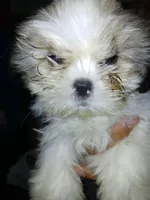 Viktor, a male Shih Tzu for sale in Mount Airy, NC – Photo 4 of 7