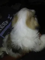 Viktor, a male Shih Tzu for sale in Mount Airy, NC – Photo 3 of 7