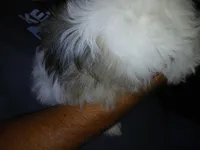 Viktor, a male Shih Tzu for sale in Mount Airy, NC – Photo 7 of 7