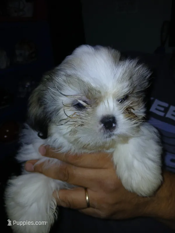 Viktor, a male Shih Tzu for sale in Mount Airy, NC – Photo 1 of 7