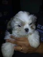 Viktor, a male Shih Tzu for sale in Mount Airy, NC – Photo 1 of 7