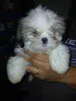 Viktor, a male Shih Tzu for sale in Mount Airy, NC – Photo 6 of 7