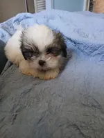Haymitch, a male Shih Tzu for sale in Boonville, NC – 8 of 9