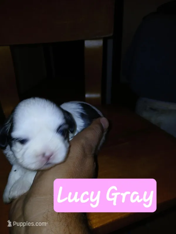 Lucy Gray – Shih Tzu puppy for sale in Boonville, NC