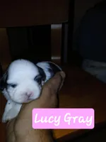 Lucy Gray, a female Shih Tzu for sale in Boonville, NC – 2 of 10