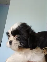 Beetee, a male Shih Tzu for sale in Boonville, NC – 3 of 8