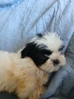 Finnick, a male Shih Tzu for sale in Boonville, NC – 5 of 10
