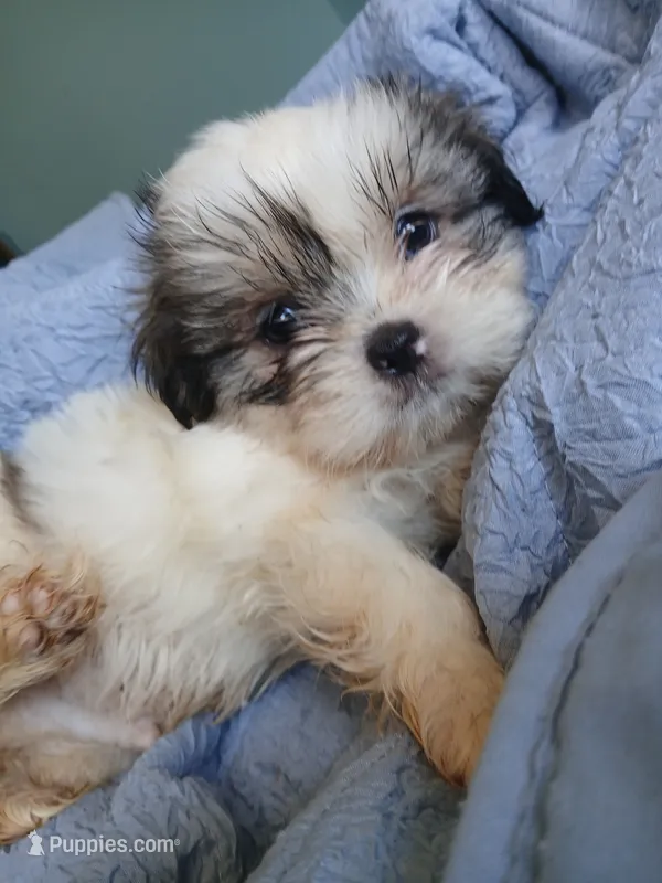 Haymitch – Shih Tzu puppy for sale in Boonville, NC