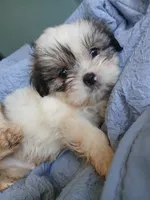 Haymitch, a male Shih Tzu for sale in Boonville, NC – 1 of 9