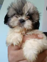 Katniss, a female Shih Tzu for sale in Boonville, NC – 3 of 10