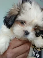 Lucy Gray, a female Shih Tzu for sale in Boonville, NC – 4 of 10