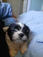 Snow, a male Shih Tzu for sale in Boonville, NC – 7 of 8