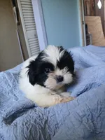 Beetee, a male Shih Tzu for sale in Boonville, NC – 8 of 8