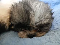 Katniss, a female Shih Tzu for sale in Boonville, NC – 6 of 10