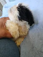 Finnick, a male Shih Tzu for sale in Boonville, NC – 9 of 10