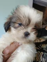 Haymitch, a male Shih Tzu for sale in Boonville, NC – 5 of 9