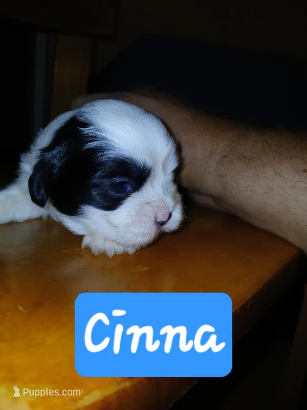 Cinna – Shih Tzu puppy for sale in Boonville, NC