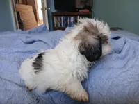Lucy Gray, a female Shih Tzu for sale in Boonville, NC – 7 of 10