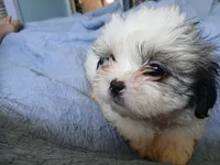 Lucy Gray, a female Shih Tzu for sale in Boonville, NC – 9 of 10