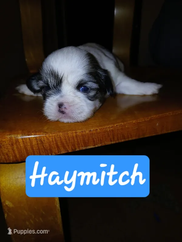 Haymitch – Shih Tzu puppy for sale in Boonville, NC