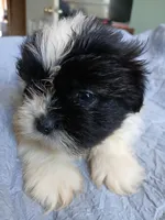 Snow, a male Shih Tzu for sale in Boonville, NC – 3 of 8