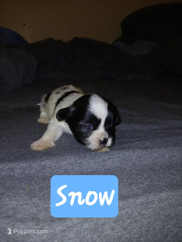 Snow – Shih Tzu puppy for sale in Boonville, NC