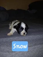 Snow, a male Shih Tzu for sale in Boonville, NC – 4 of 8