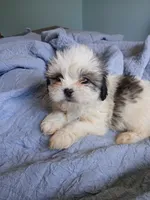 Lucy Gray, a female Shih Tzu for sale in Boonville, NC – 8 of 10