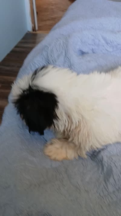 Finnick, a male Shih Tzu for sale in Boonville, NC – 10 of 10
