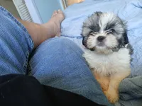 Katniss, a female Shih Tzu for sale in Boonville, NC – 9 of 10