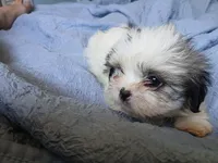 Lucy Gray, a female Shih Tzu for sale in Boonville, NC – 6 of 10