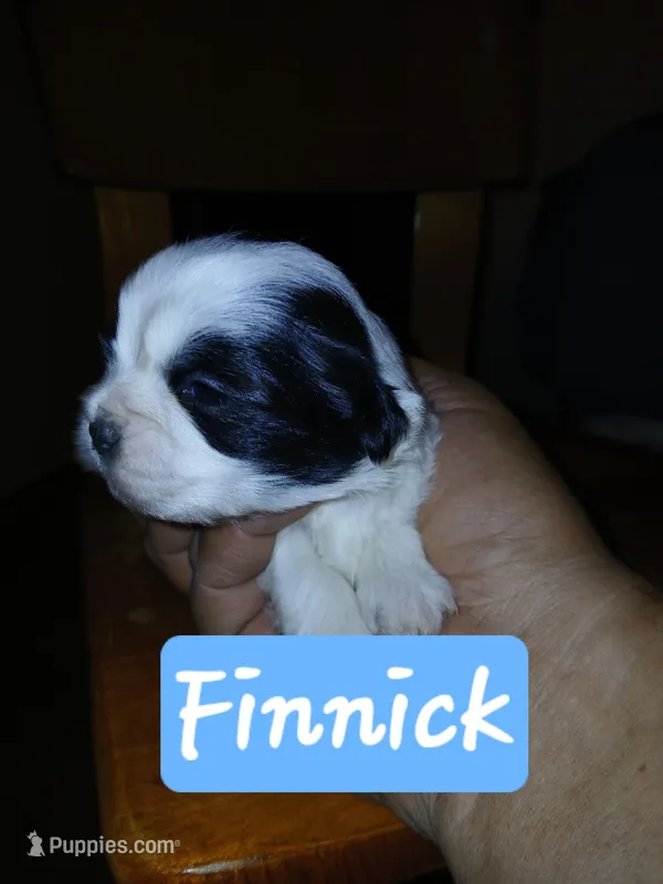 Finnick – Shih Tzu puppy for sale in Boonville, NC