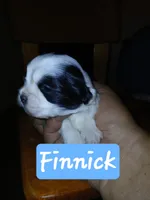 Finnick, a male Shih Tzu for sale in Boonville, NC – 2 of 10