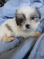 Haymitch, a male Shih Tzu for sale in Boonville, NC – 7 of 9