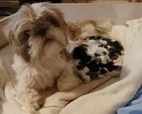 Cocoa, a male Shih Tzu for sale in Mount Airy, NC – Photo 7 of 8