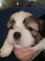 Cocoa, a male Shih Tzu for sale in Mount Airy, NC – Photo 3 of 8