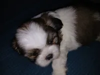 Cocoa, a male Shih Tzu for sale in Mount Airy, NC – Photo 4 of 8