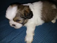 Cocoa, a male Shih Tzu for sale in Mount Airy, NC – Photo 5 of 8