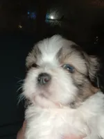 Cocoa, a male Shih Tzu for sale in Mount Airy, NC – Photo 1 of 8