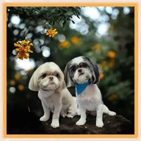 Cocoa, a male Shih Tzu for sale in Mount Airy, NC – Photo 8 of 8