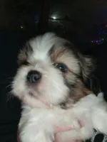 Cocoa, a male Shih Tzu for sale in Mount Airy, NC – Photo 2 of 8